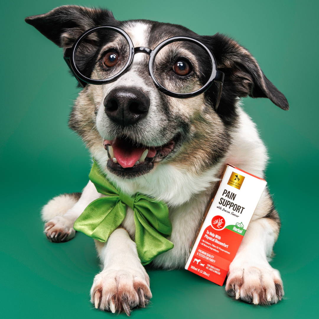 Pain Support Herbal For Dogs and Cats Natural Pet Supplements Natural Pet Supplements Australia